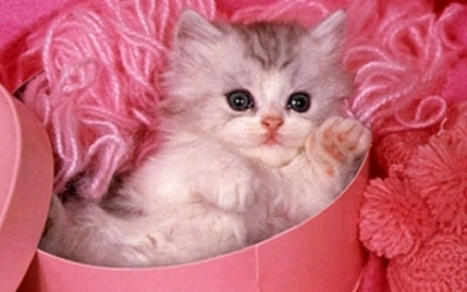Холст с красками 22х30 см по номерам. "Котик в розовой коробке". Арт. HS053
