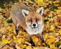 Алмаз мозаика (блест.) 30х40 см, с подр.,с полн.заполн.цв.Лисица у осенней листвы.( Арт. AS34036)
