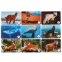 Мир животных. Карточная игра Мемо. (50 карточек). Кор.125х170х40 мм, карточки  Умные игры 315885